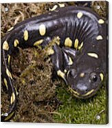 California Tiger Salamander  Monterey #1 Acrylic Print