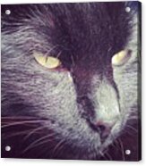 #cat #cats #tagsforlikes.com #catsagram #1 Acrylic Print