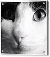 Cat Portrait  #1 Acrylic Print