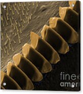 Cricket Sound Comb, Sem #1 Acrylic Print