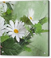 Daisies #1 Acrylic Print