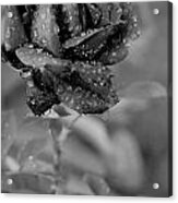 Dewy Black And White Rose 2 Acrylic Print