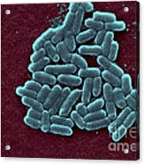 Escherichia Coli O157h7 Bacteria, Sem #1 Acrylic Print