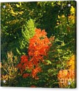 Fall Colors #2 Acrylic Print