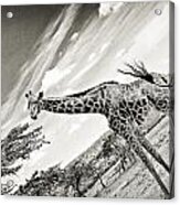 Female Giraffe #2 Acrylic Print
