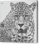 Female Jaguar And Cub #1 Acrylic Print
