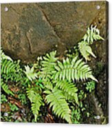 Ferns #1 Acrylic Print