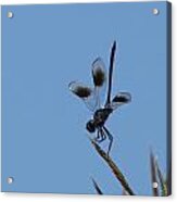 Four Spotted Pennant #1 Acrylic Print