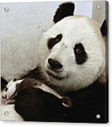 Giant Panda Ailuropoda Melanoleuca Xi #1 Acrylic Print