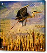 Great Blue Heron #1 Acrylic Print