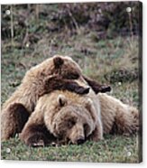 Grizzly Bear Ursus Arctos Horribilis #1 Acrylic Print