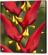 Heliconia Dielsiana #1 Acrylic Print