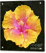 Hibiscus #1 Acrylic Print