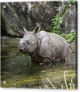Indian Rhinoceros Rhinoceros Unicornis #1 Acrylic Print