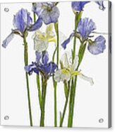 Irises In Blue And Yellow Acrylic Print