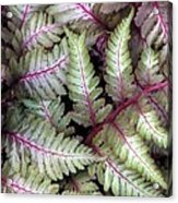 Japanese Painted Fern #2 Acrylic Print