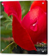 Lonely Teardrop  #1 Acrylic Print