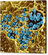 Macrophage Infected With Francisella #1 Acrylic Print