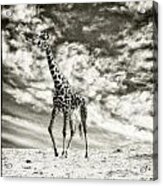 Male Giraffe #2 Acrylic Print