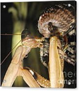 Mantis Vs Spider Acrylic Print
