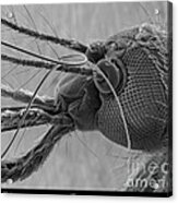 Mosquitos Head, Sem #1 Acrylic Print