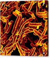 Mycobacterium Tuberculosis Bacteria, Sem #1 Acrylic Print