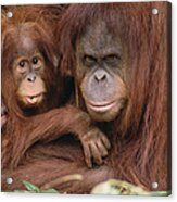 Orangutan Pongo Pygmaeus Mother Acrylic Print