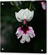 Orchid  #1 Acrylic Print