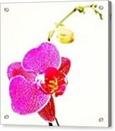 #orquideas #beauty #sweet #popularpics #1 Acrylic Print
