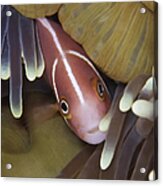 Pink Skunk Clownfish In Its Host #1 Acrylic Print