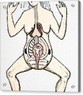 Pregnancy Anatomy, 15th Century Artwork #1 Acrylic Print