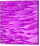 Primate Histology #1 Acrylic Print