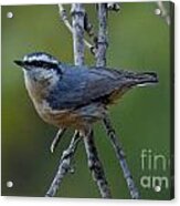 Rose Breasted Nuthatch #1 Acrylic Print