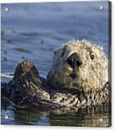 Sea Otter Monterey Bay California #1 Acrylic Print