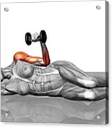 Shoulder Extension Rotation #1 Acrylic Print