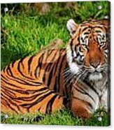 Sumatran Tiger  #1 Acrylic Print