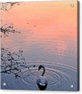 Swan Sunset #1 Acrylic Print