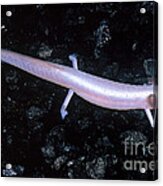 Texas Blind Salamander Eurycea Rathbuni #1 Acrylic Print