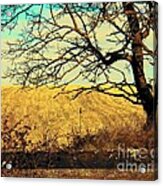 Tree By The Fence #1 Acrylic Print