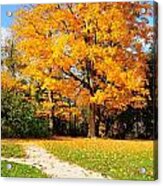 Tree Of Gold #3 Acrylic Print