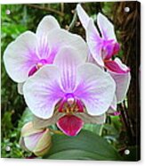 Tropical Orchids #1 Acrylic Print