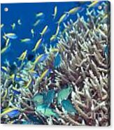 Underwater Landscape #1 Acrylic Print