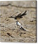 Wading Bird #1 Acrylic Print