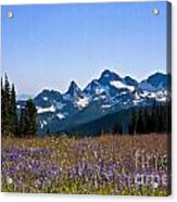 Wildflowers In The Cascades #1 Acrylic Print