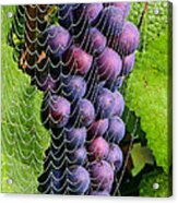 Wine In A Web 2 Acrylic Print