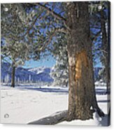 Winter In Yellowstone National Park #1 Acrylic Print