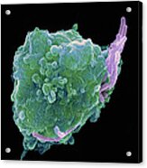 Bacteria Infecting A Macrophage, Sem #10 Acrylic Print