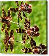 Exotic Orchids Of C Ribet #11 Acrylic Print