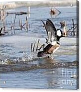 Hooded Merganser #11 Acrylic Print