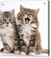 Maine Coon Kittens #16 Acrylic Print